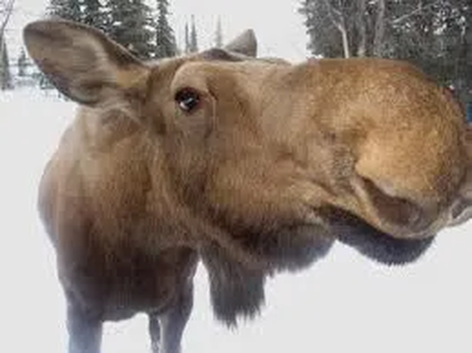 Much too close to an Alaska moose.